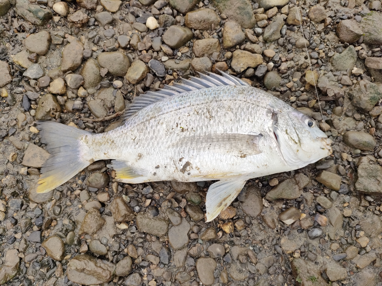 SHIMANO 19ブレニアス B74ML-Sの最安値・インプレ・釣果 | 本音