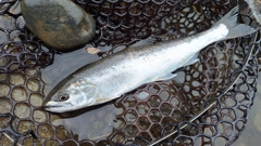 ヤマメの釣果