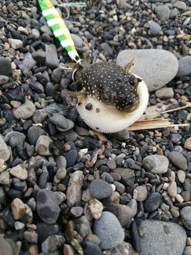 フグの釣果