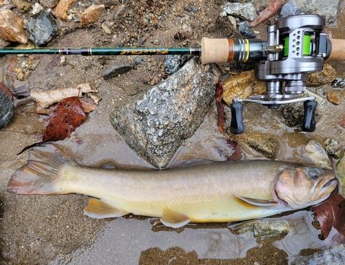 イワナの釣果
