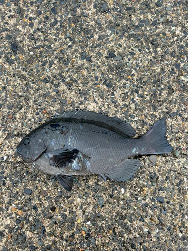メジナの釣果