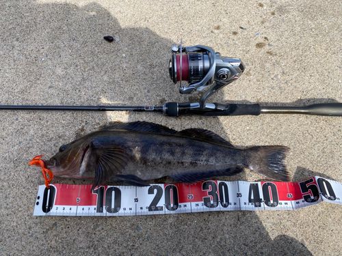 アイナメの釣果