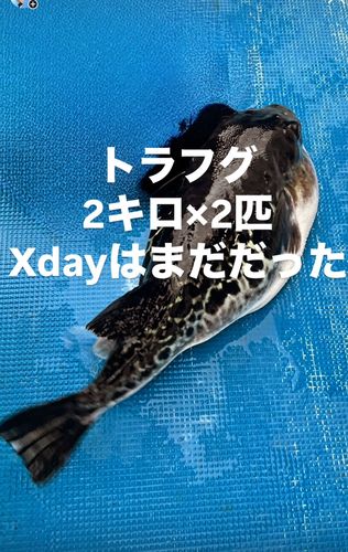 トラフグの釣果