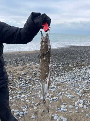サゴシの釣果