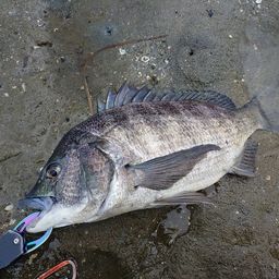 クロダイ