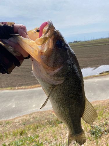 ラージマウスバスの釣果