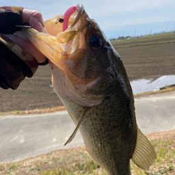 ラージマウスバス