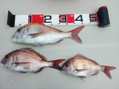 マダイの釣果
