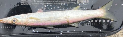 カマスの釣果