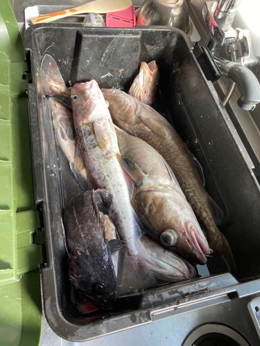 タラの釣果