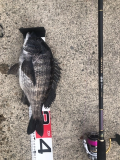 チヌの釣果