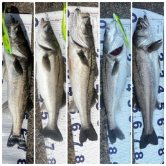 シーバスの釣果
