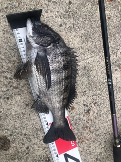 チヌの釣果