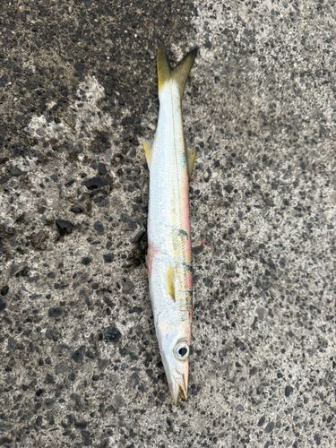 カマスの釣果