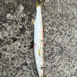 カマス