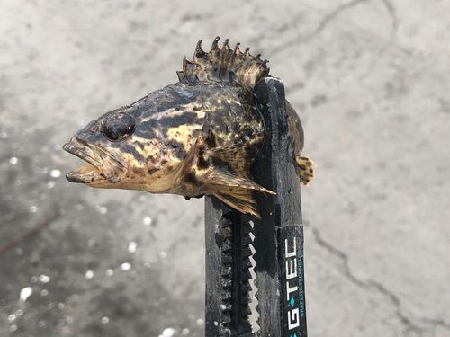 タケノコメバルの釣果