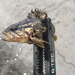 タケノコメバル