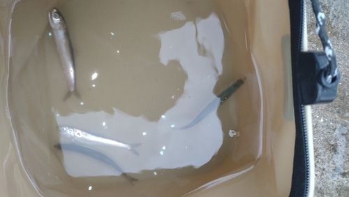 カタクチイワシの釣果