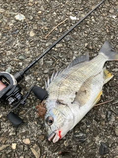 キビレの釣果