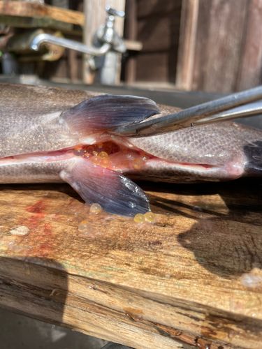 ニジマスの釣果