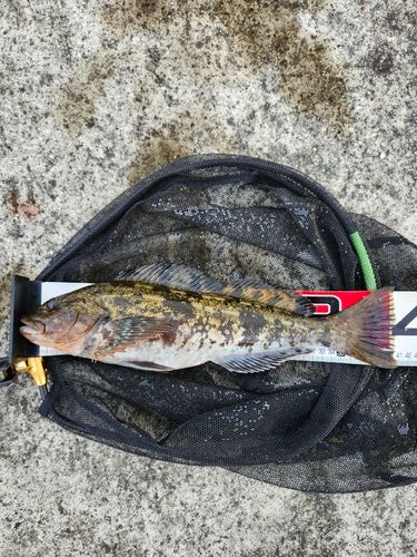アイナメの釣果