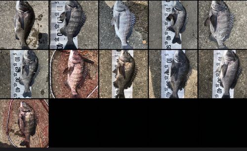 チヌの釣果