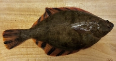 カレイの釣果