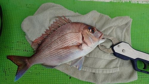マダイの釣果