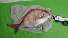 マダイの釣果