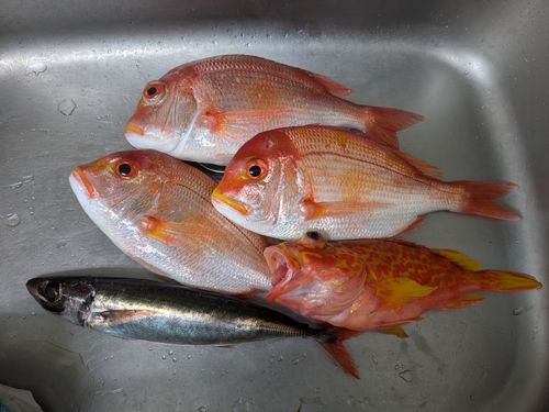 レンコダイの釣果