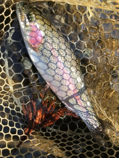 トラウトサーモンの釣果