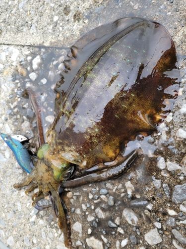 アオリイカの釣果