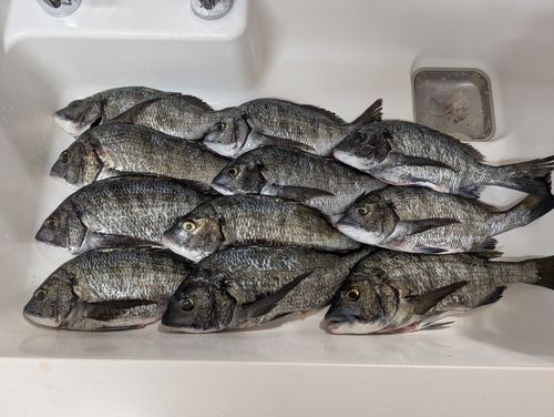 チヌの釣果