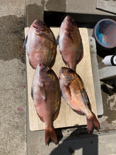 マダイの釣果