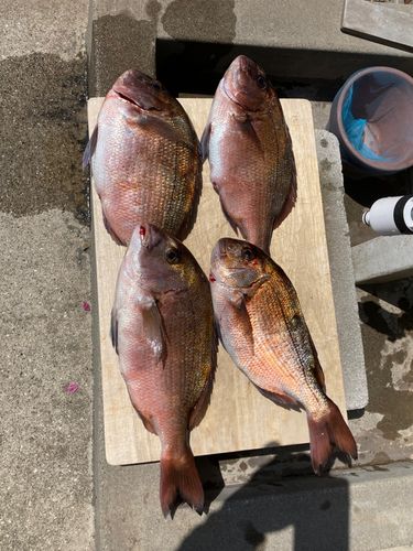 マダイの釣果