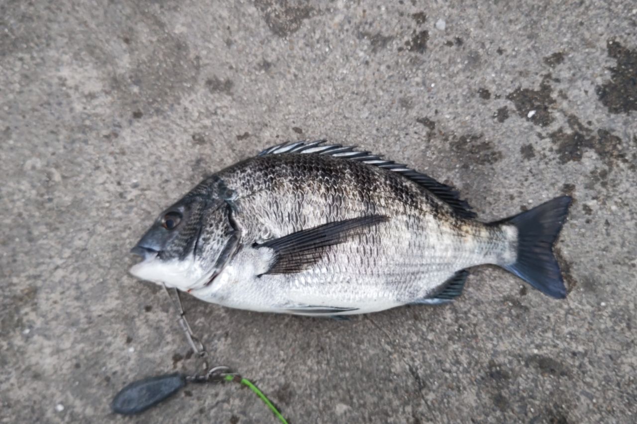 クロダイ