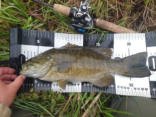 スモールマウスバスの釣果