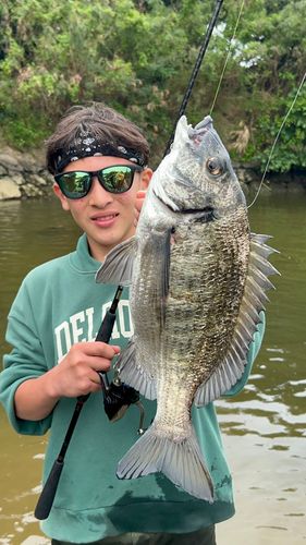 ミナミクロダイの釣果