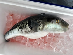 トラフグの釣果