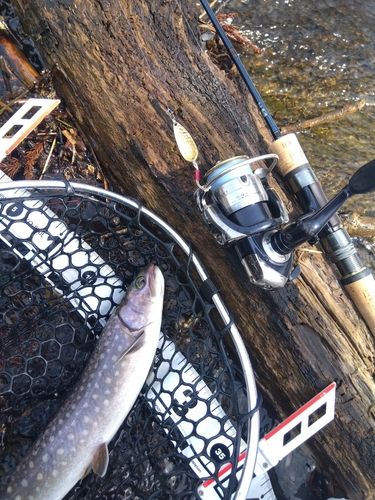 アメマスの釣果