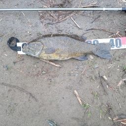 スモールマウスバス