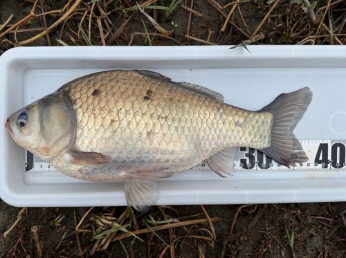 ヘラブナの釣果