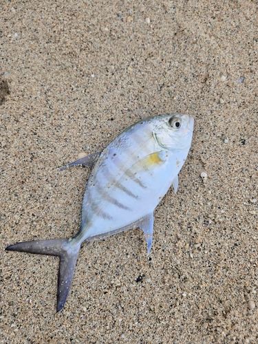 クロヒラアジの釣果