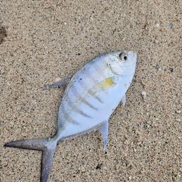 クロヒラアジ