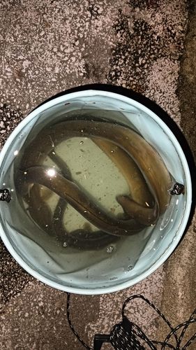 ウナギの釣果