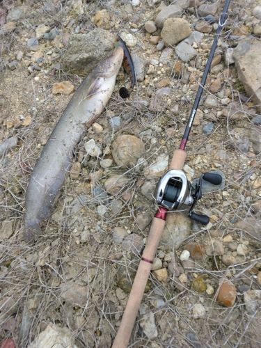 ナマズの釣果