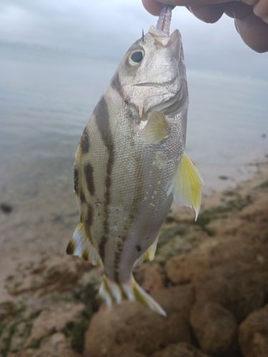 コトヒキの釣果