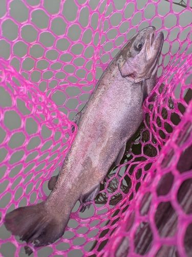 ホウライマスの釣果