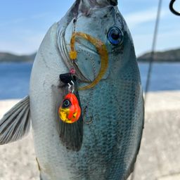 クチブトグレ