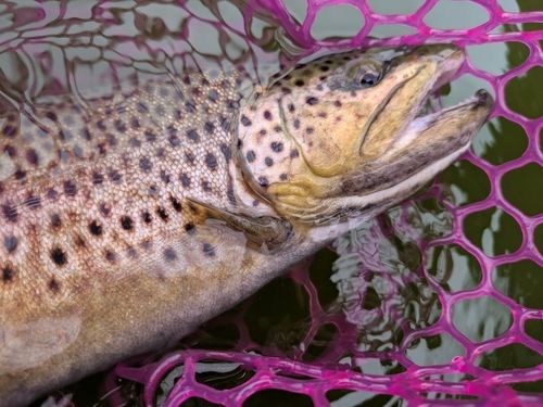 ブラウントラウトの釣果